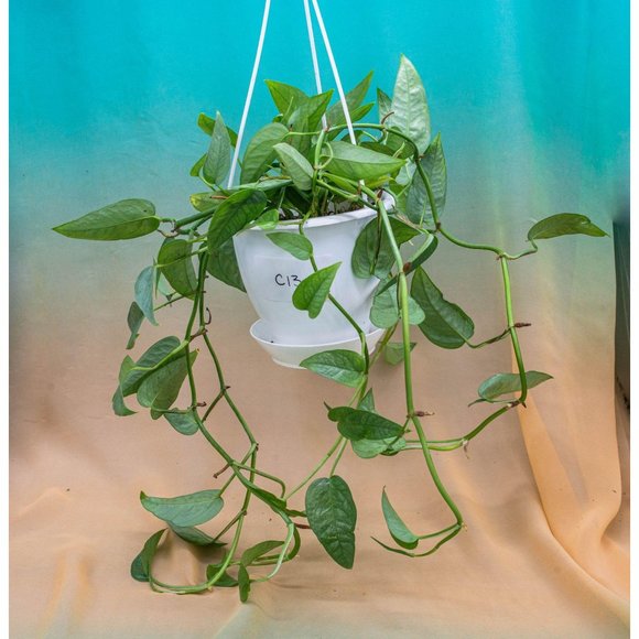 Cebu Blue Pothos 4.5" US Seller Potted RARE - Picture 1 of 1